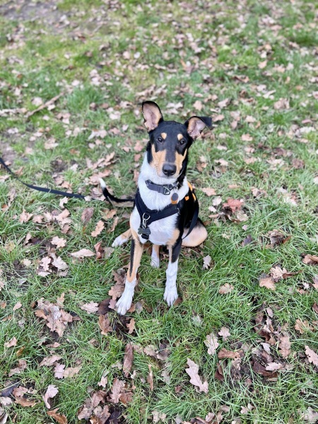 Puppy Survival Thread Autumn 2025 - all welcome!