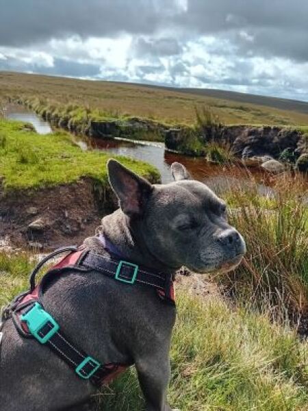 The Continuing Support Thread for Anyone Trying to Lead an Alcohol-Free Life Spring 2026