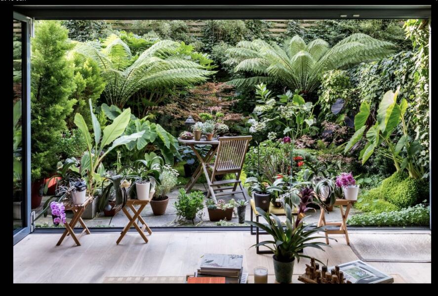 Anyone else planting a jungle/tropical garden?