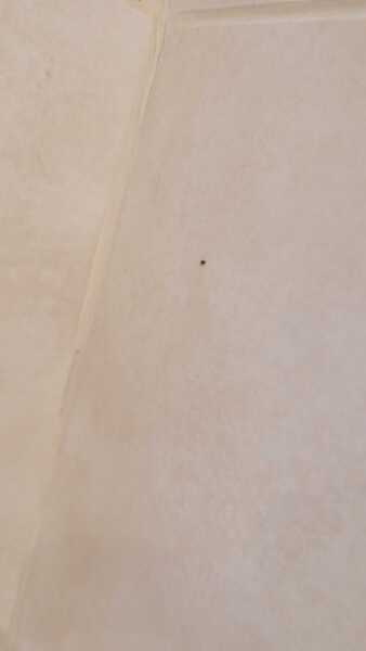Black mould in hotel room. Pic attached.