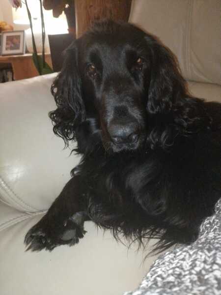 Carry On Catting - the Excellent Cats do what they do best