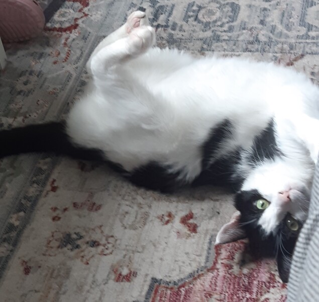 Any tips on what to do about terrified new cat.
