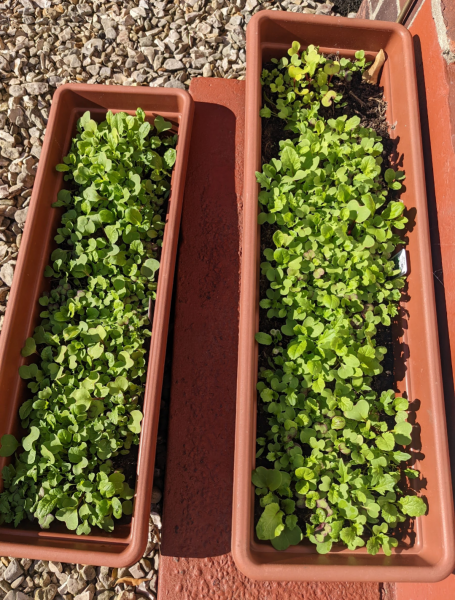 Year round Nigel Slater discussion thread - Part 3