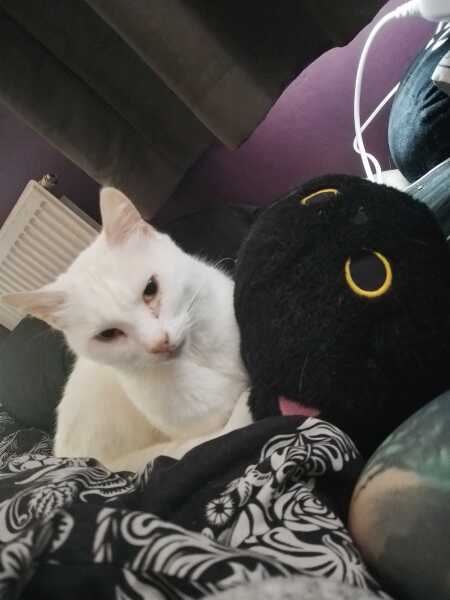 Carry On Catting - the Excellent Cats do what they do best