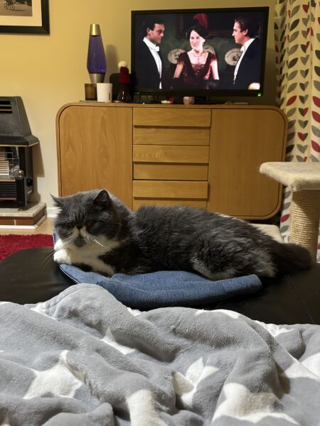 Pampered, Persian, Princess Penelope