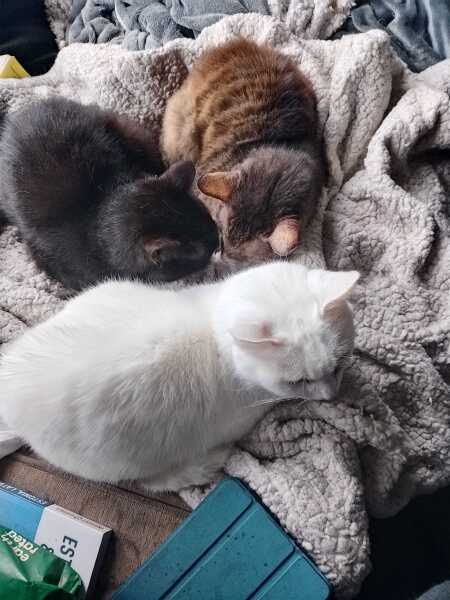 The Excellent Cats welcome the new year by planning an expedition in search of 'She who must not be named'