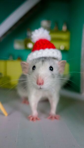The Bluestocking Women’s Pub: Where Clever Women Sit and Think, While Gerbils Run the Bar.