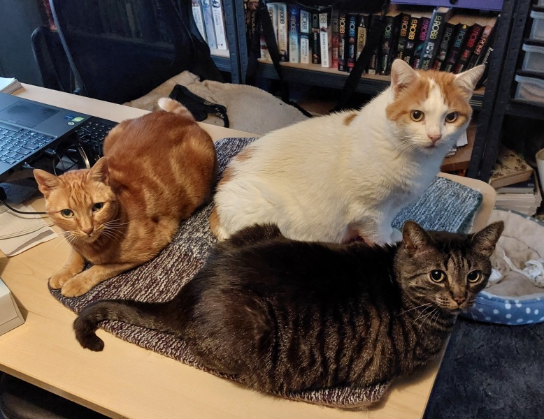 Thread 43 Starmer : il ritorno della luce e la semina del Lathyrus odoratus