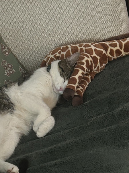 Carry On Catting - the Excellent Cats do what they do best