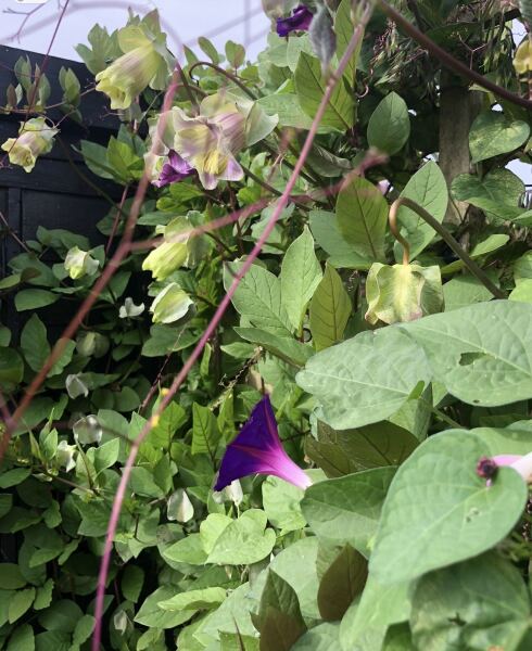 Has anybody managed to get cobaea scandens to flower?