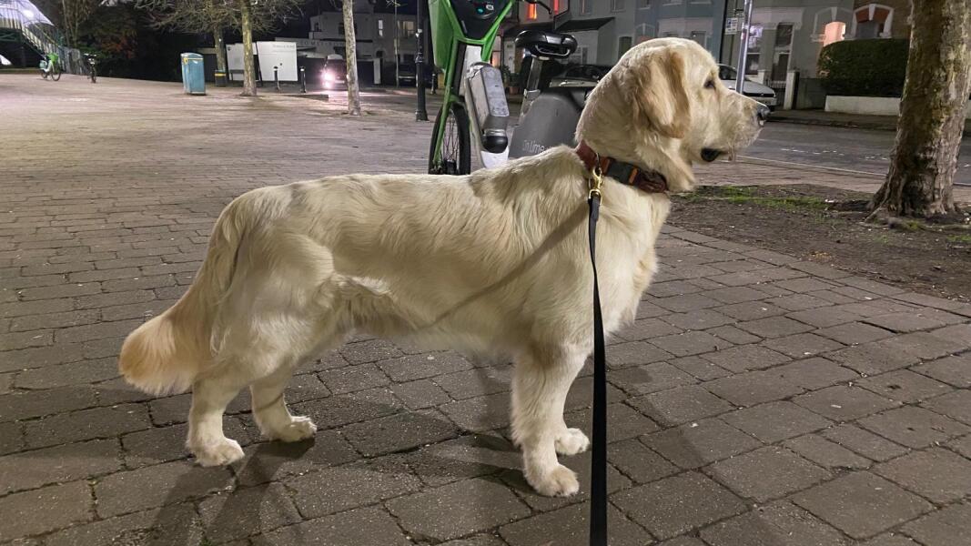 Best books on golden retrievers?