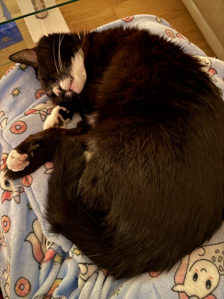 Velcro cat