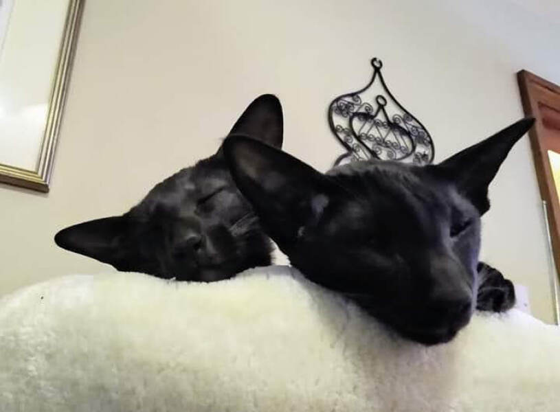Kitten cuteness