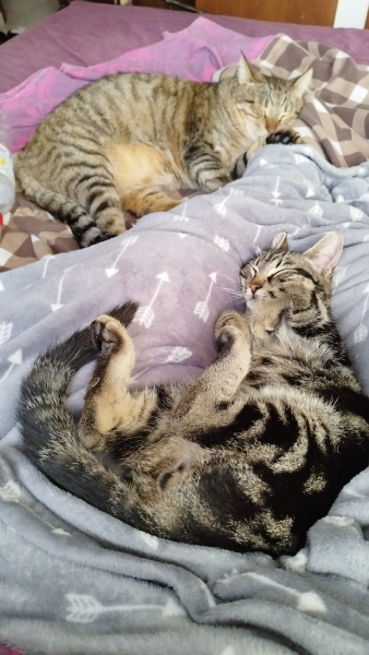 The Excellent Cats welcome the new year by planning an expedition in search of 'She who must not be named'