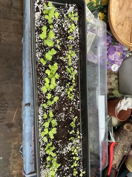 Year round Nigel Slater discussion thread - Part 3