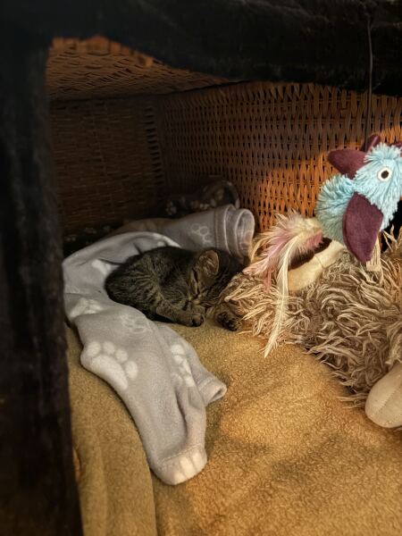 New kittens very poorly - may need a trigger warning.