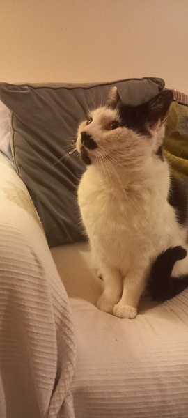 Carry On Catting - the Excellent Cats do what they do best