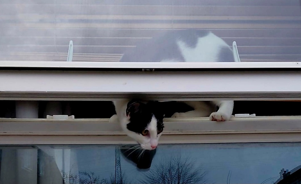 Carry On Catting - the Excellent Cats do what they do best