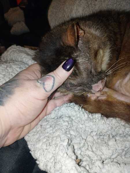 Carry On Catting - the Excellent Cats do what they do best