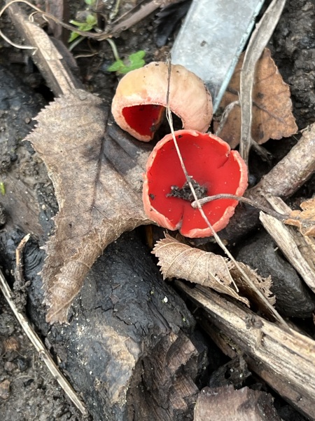 Thread 43 Starmer : il ritorno della luce e la semina del Lathyrus odoratus