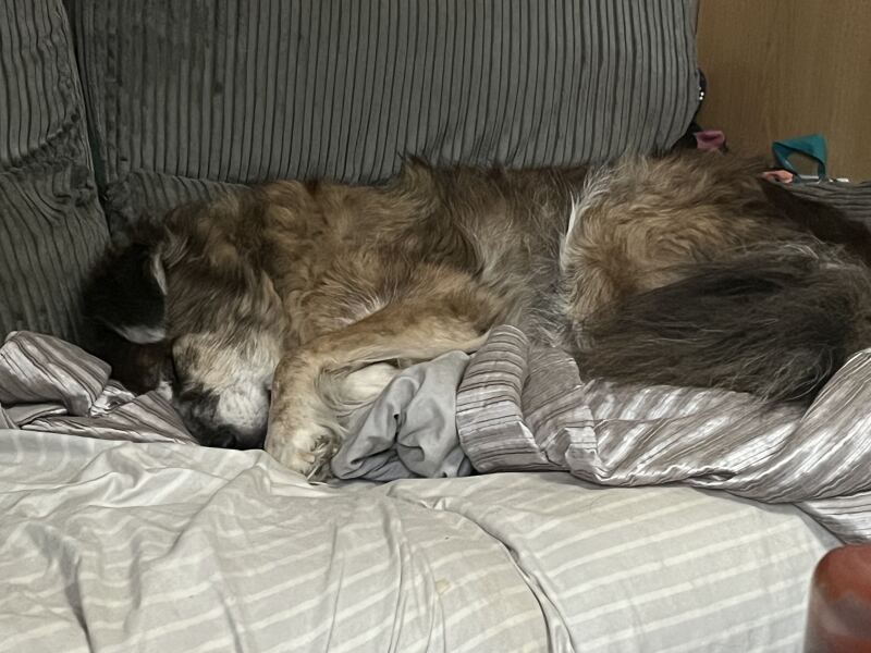 Has anyone had a good experience with a rescue dog?