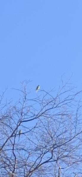 Thread 43 Starmer : il ritorno della luce e la semina del Lathyrus odoratus