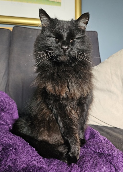 Thread 43 Starmer : il ritorno della luce e la semina del Lathyrus odoratus