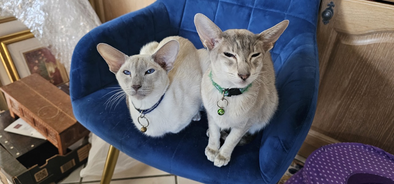 Pet cats making my hate my home