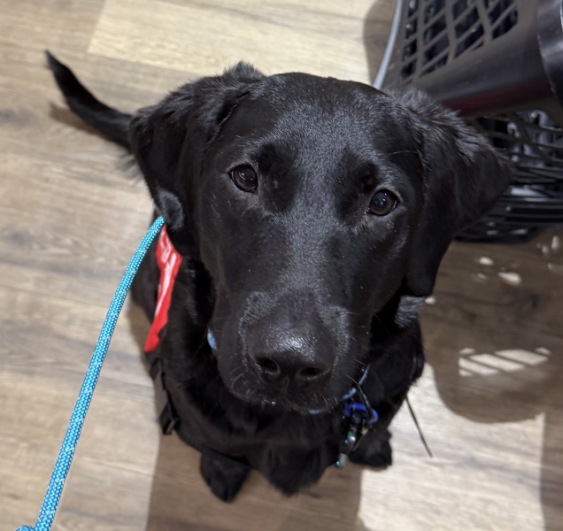 To ask for your advice - blocked toilet, broken soil pipe under house, autistic DD and new dog!