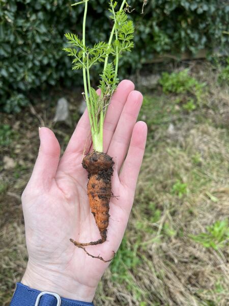 What have you done in the garden today? Part 7