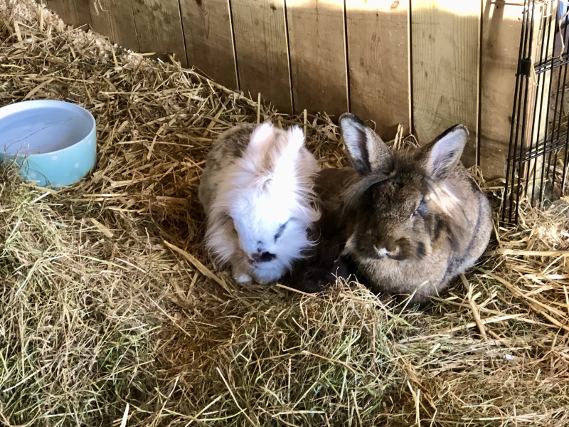 Bonding more than 2 bunnies
