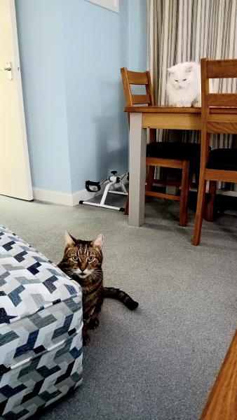 Fuck it. Who wants to recreate the Isle of the Amazons with me?