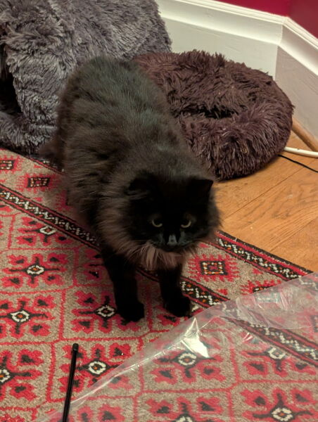 The Excellent Cats welcome the new year by planning an expedition in search of 'She who must not be named'