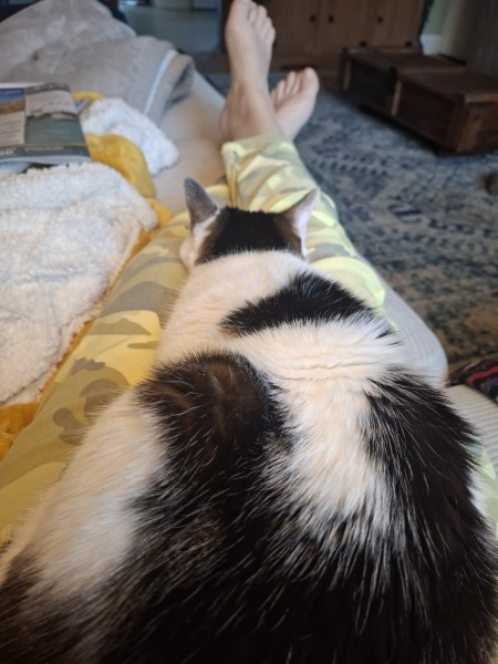 Velcro cat