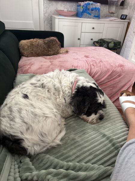 Shih-tzu Poodle cross rescue dog