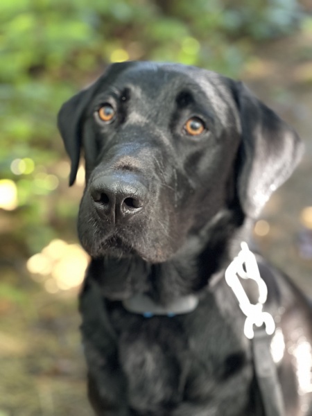 How much does your (medium size) dog cost you pm?