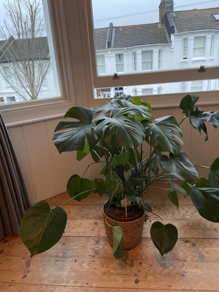 Can you suggest how I tidy up this plant?