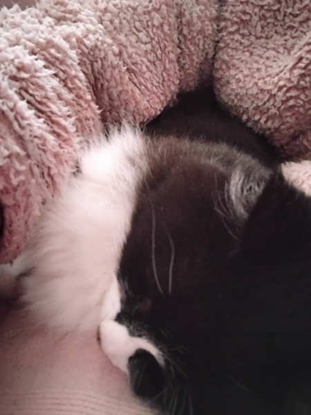 Velcro cat