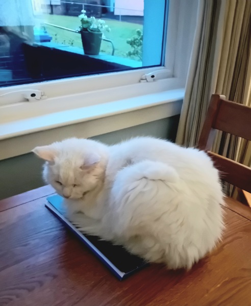 The Excellent Cats welcome the new year by planning an expedition in search of 'She who must not be named'