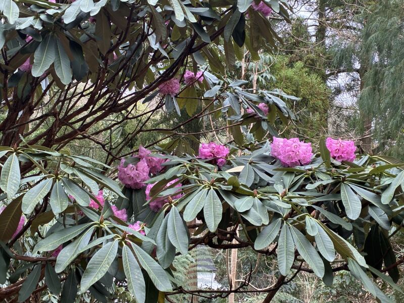 Year round Nigel Slater discussion thread - Part 3