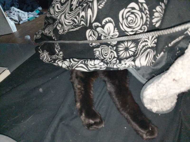 Carry On Catting - the Excellent Cats do what they do best