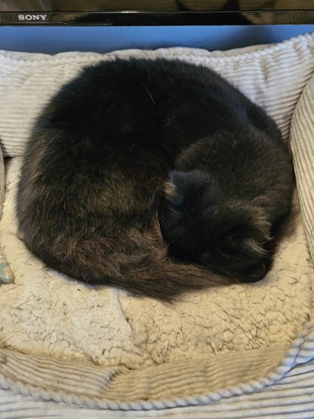 The Excellent Cats welcome the new year by planning an expedition in search of 'She who must not be named'