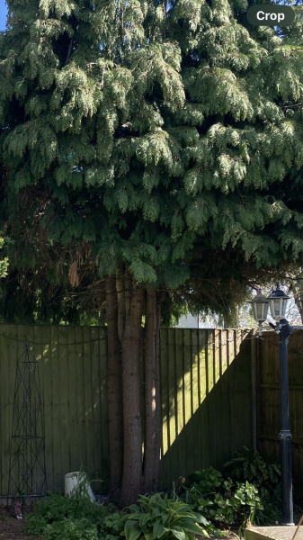 What would you put in this garden corner?