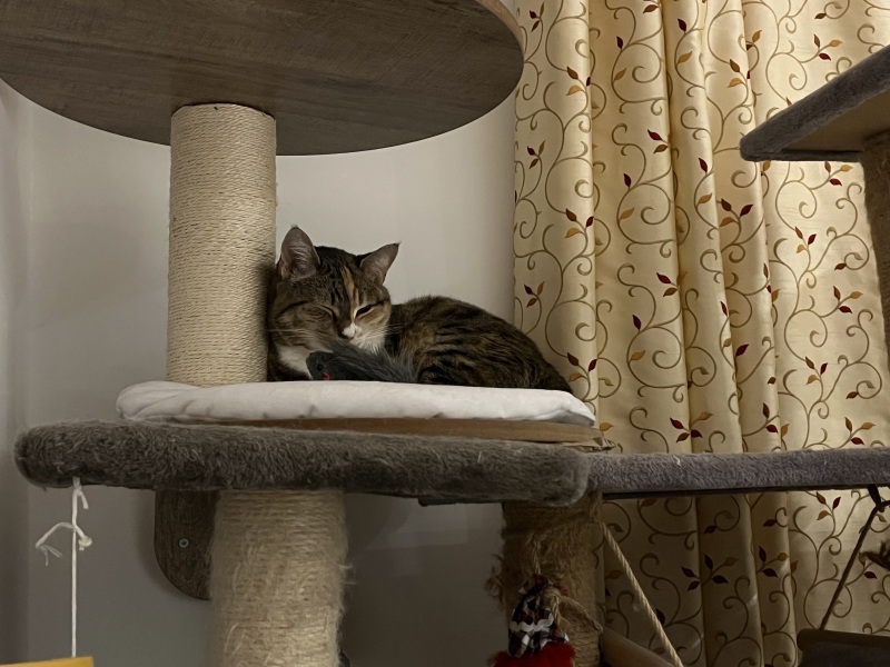 The Bluestocking Women’s Pub: Where Clever Women Sit and Think, While Gerbils Run the Bar.