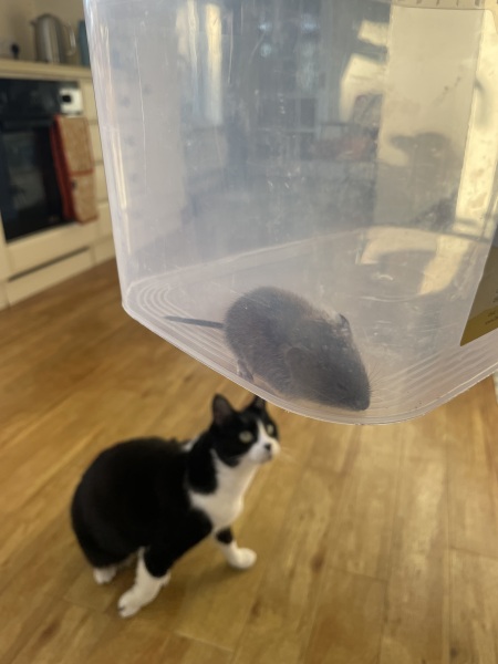 Why do I keep finding tiny mice gallbladders all over my house?!