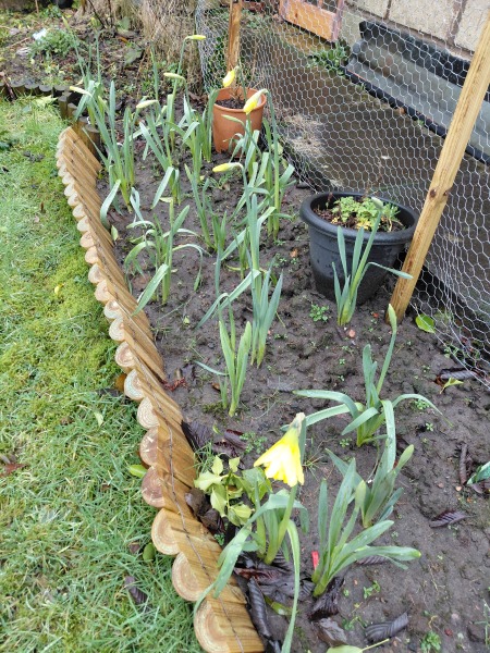 What have you done in the garden today? Part 7