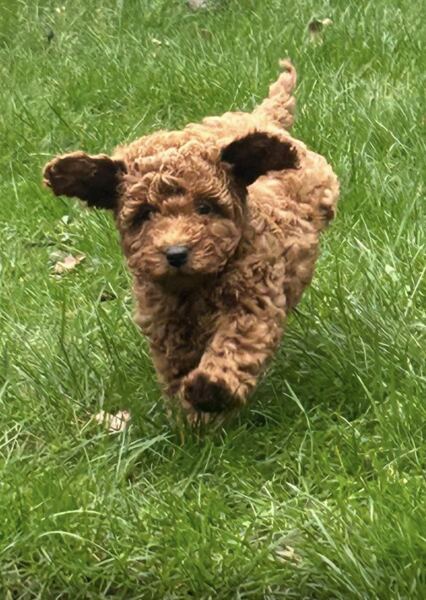 Puppy Survival Thread Autumn 2025 - all welcome!