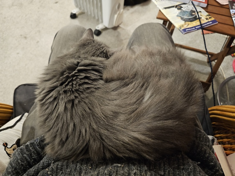 Velcro cat