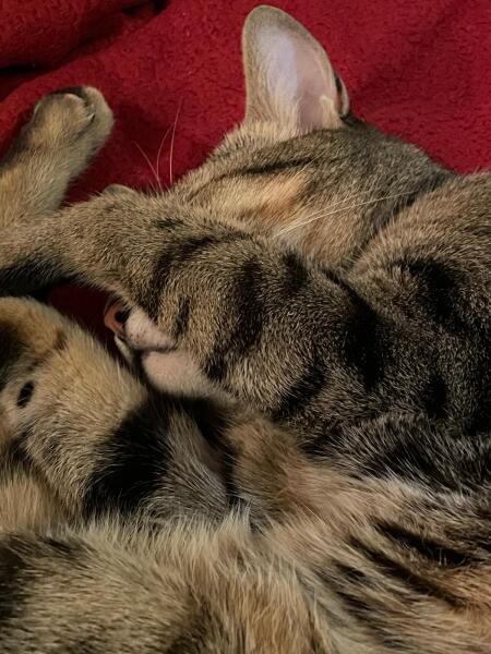 How do you create a routine for a cat?