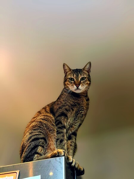 How do you create a routine for a cat?